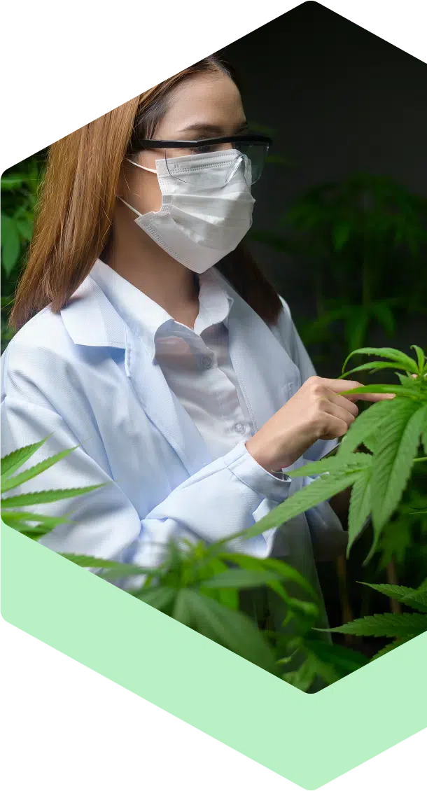 Cannabis Hanfpflanzen