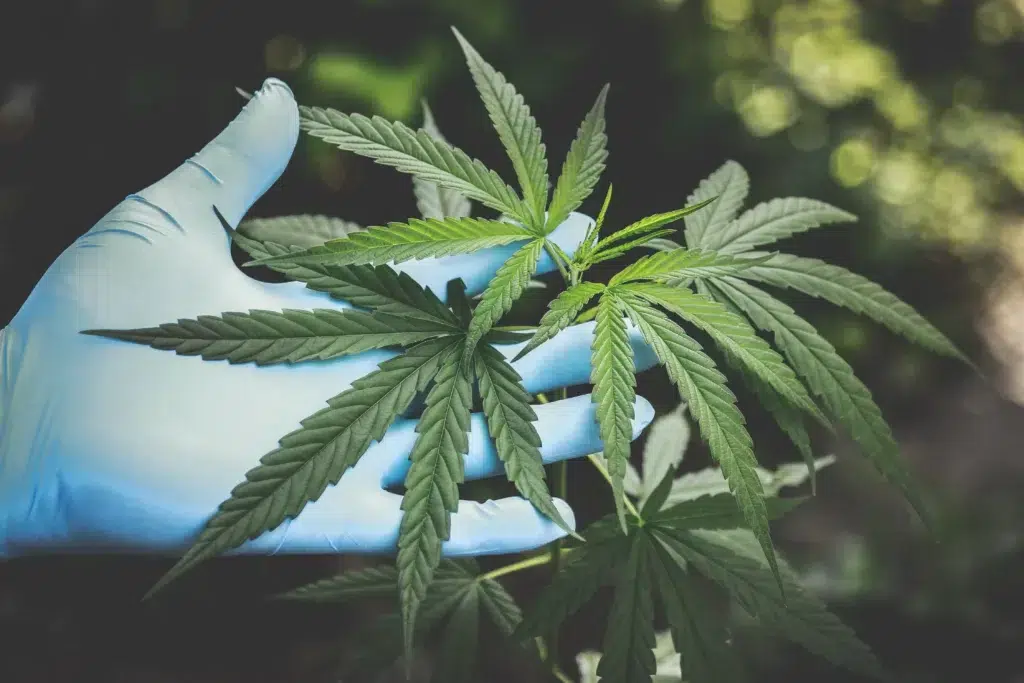 Medizinische Cannabis gegen Schmerzen
